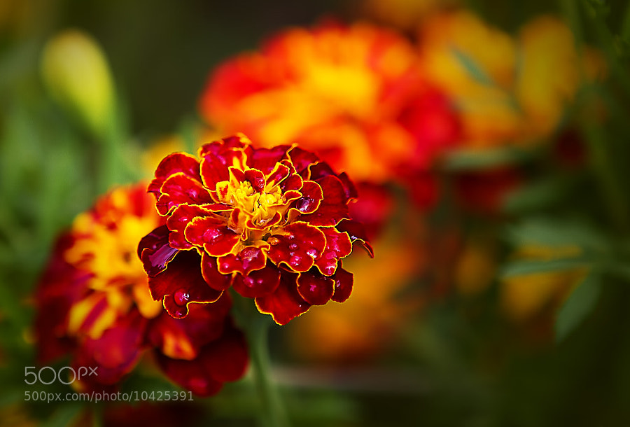Photograph Tagetes by Wim Bolsens
