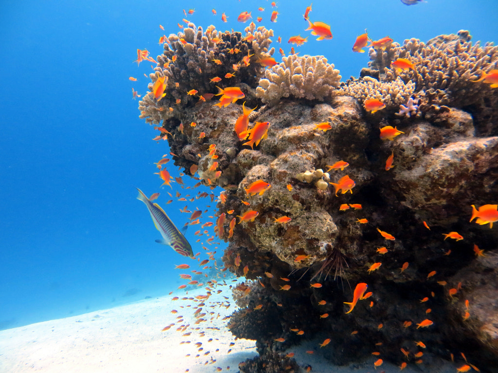 Red sea colorful coral reefs25 Fun Facts About Coral Reefs | Size, Diversity, and Importance to the Planet