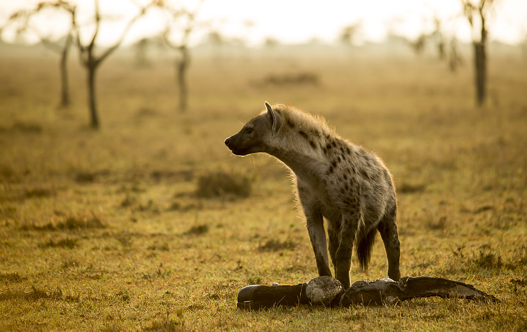 Golden Steal by Clement Kiragu on 500px.com