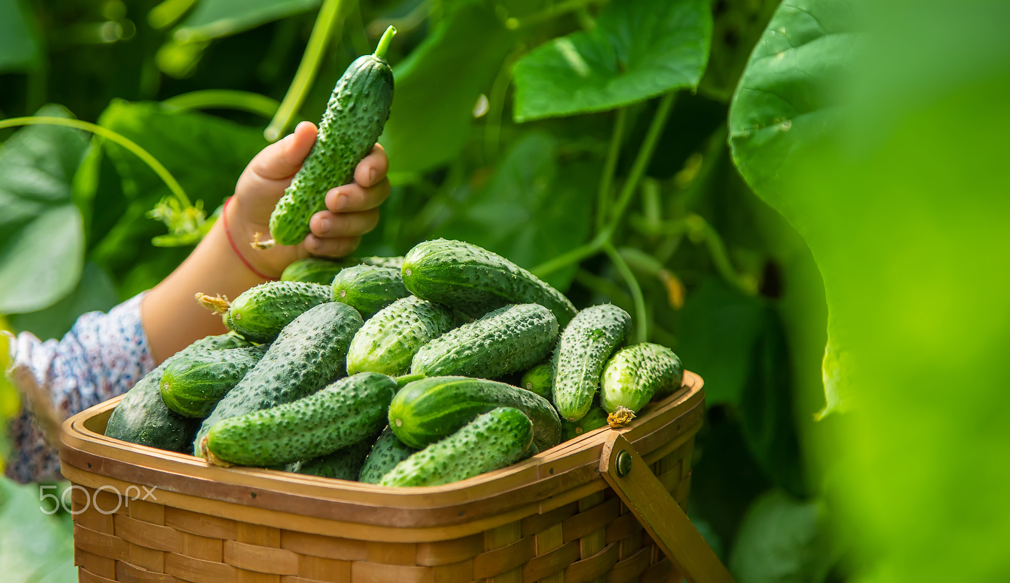 The child is harvesting cucumbers. Selective focus.