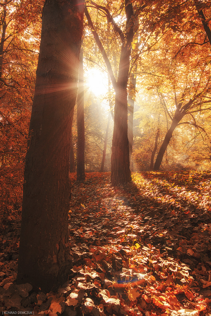 autumn sun by Konrad Demczuk / 500px