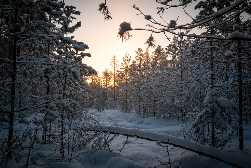 Snow covered by Yaroslav  on 500px.com