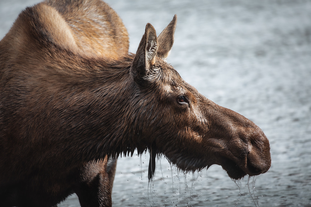 Portrait of Cow Moose Having a Drink from the Lake by Seth Macey on 500px.com