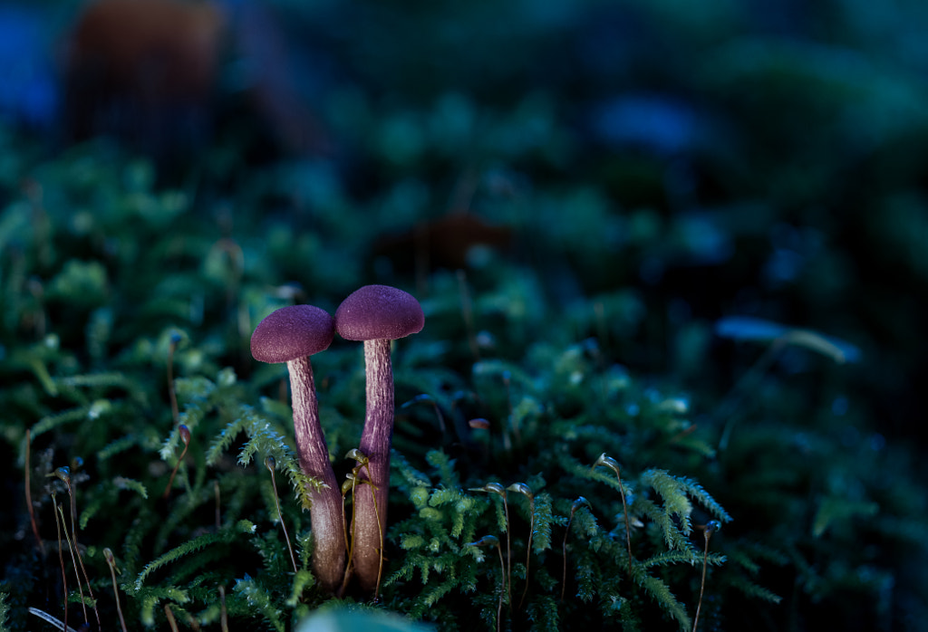 Mushroom by sebastien sommier on 500px.com