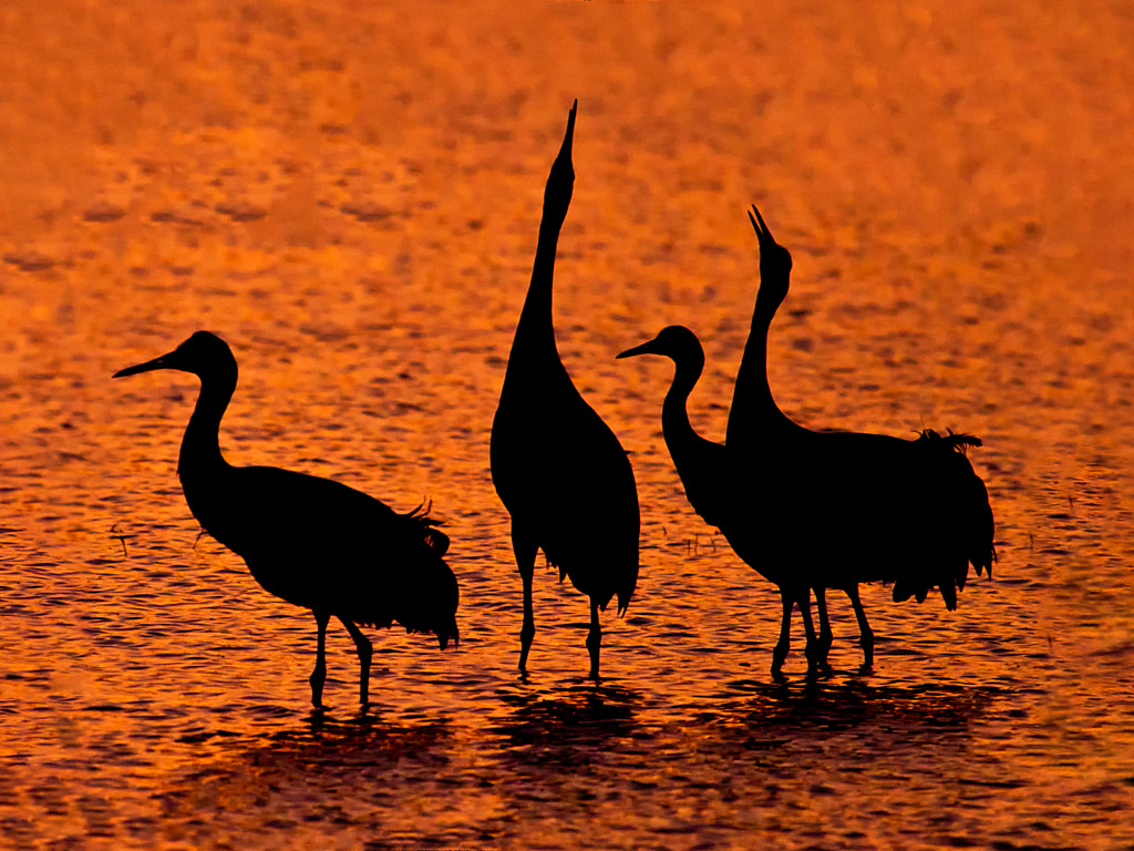 Something to Crow About by Paul Zellers on 500px.com