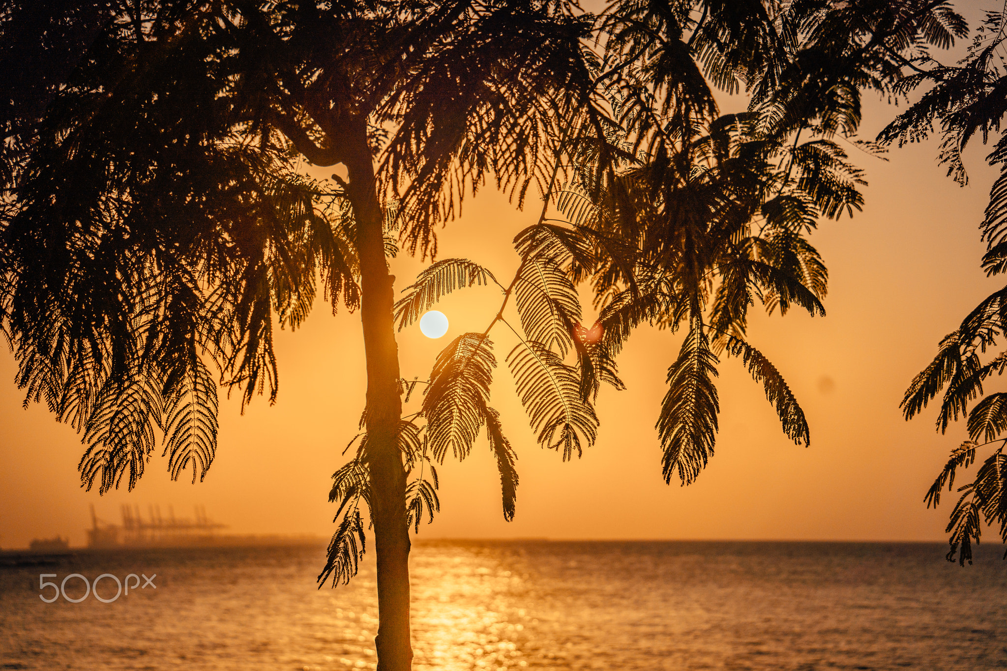 Dubai Marina with beautiful palm sunset time