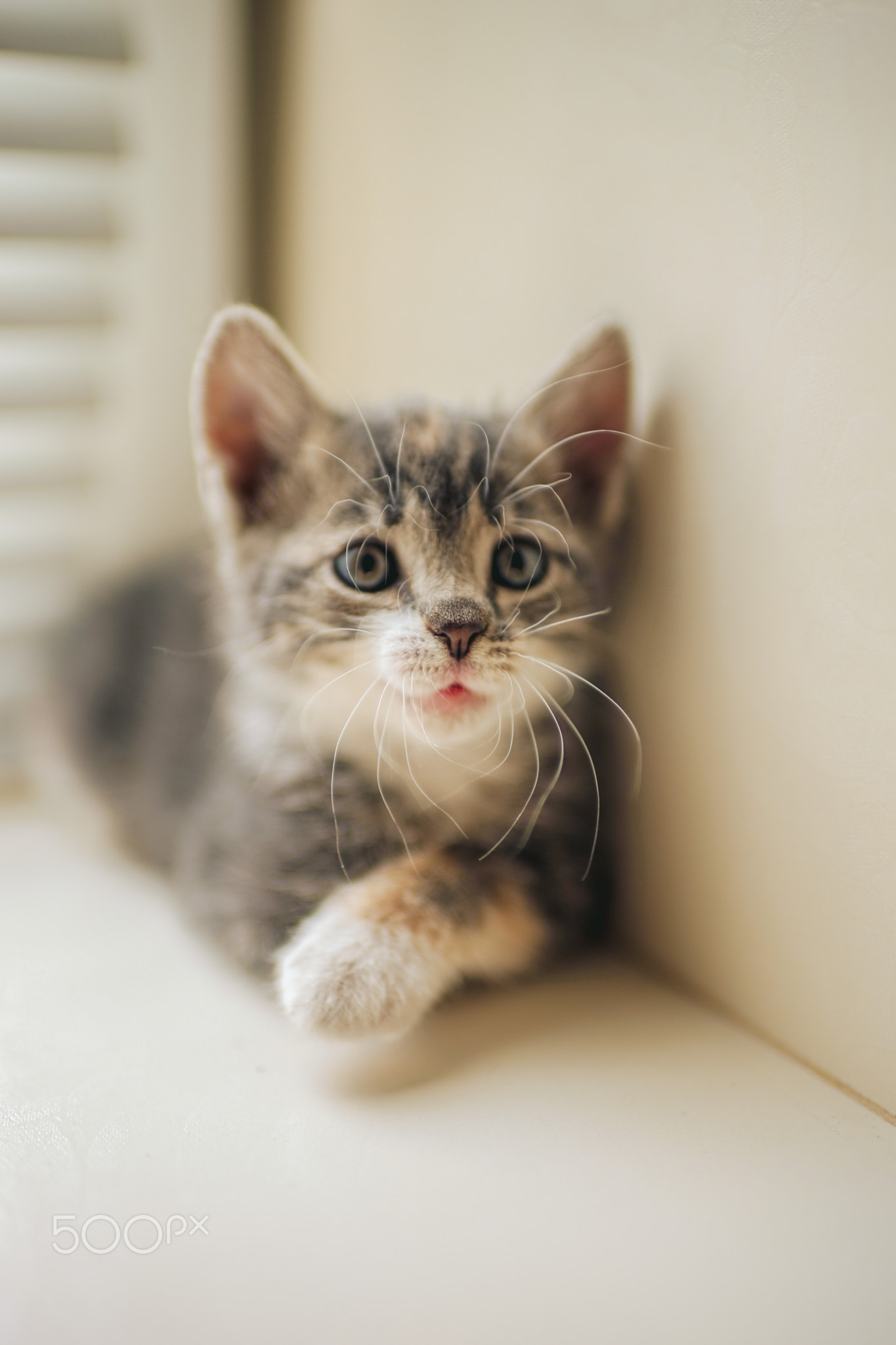 Lovely little gray kitten with funny face. Portrait on the windowsill.