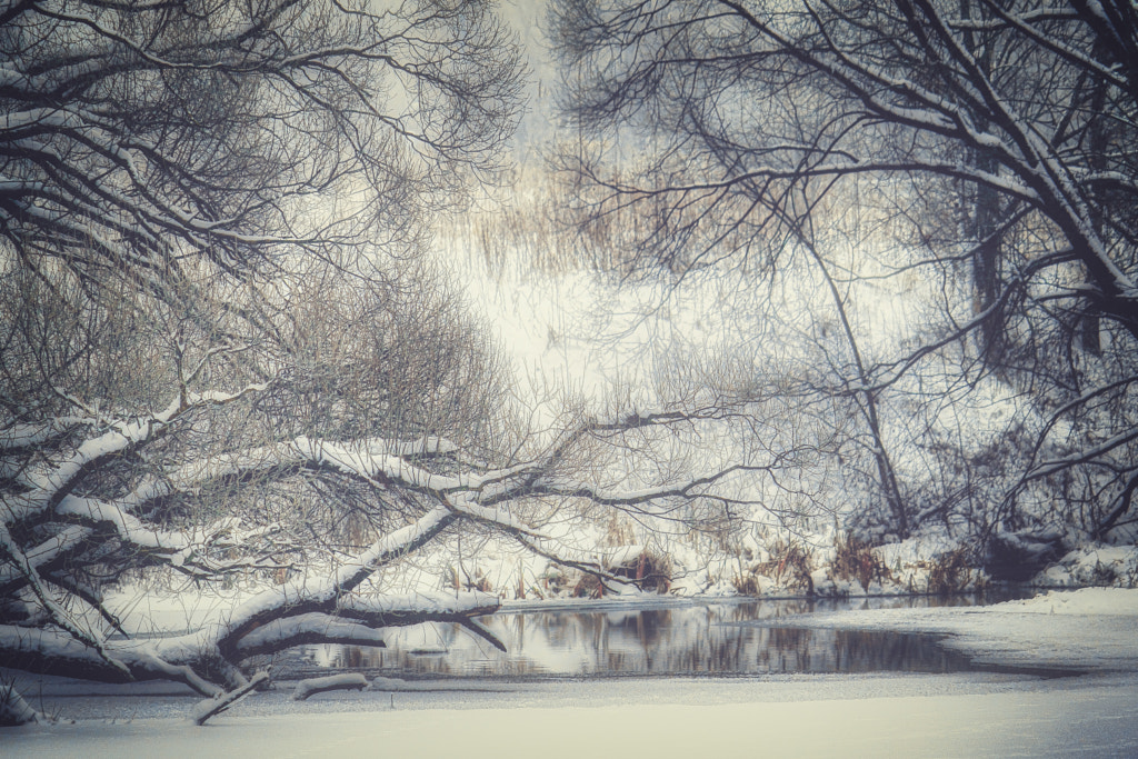 Pond with willows by Yulia on 500px.com