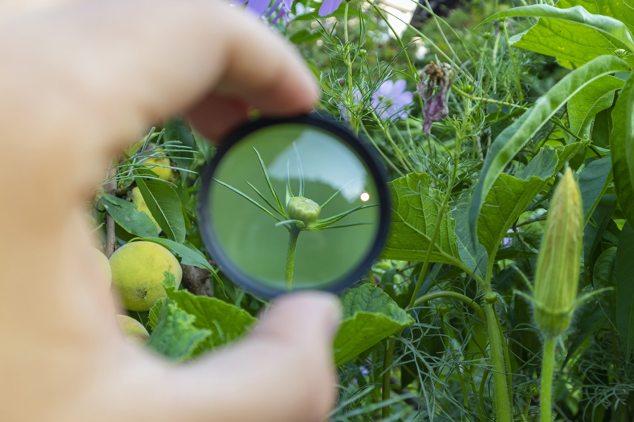 Creating deceptive illusion of distant flower looking bigger