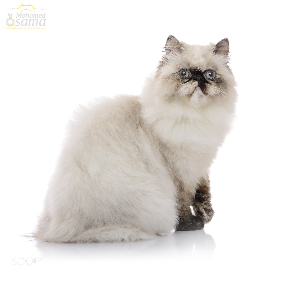 Himalayan Cat