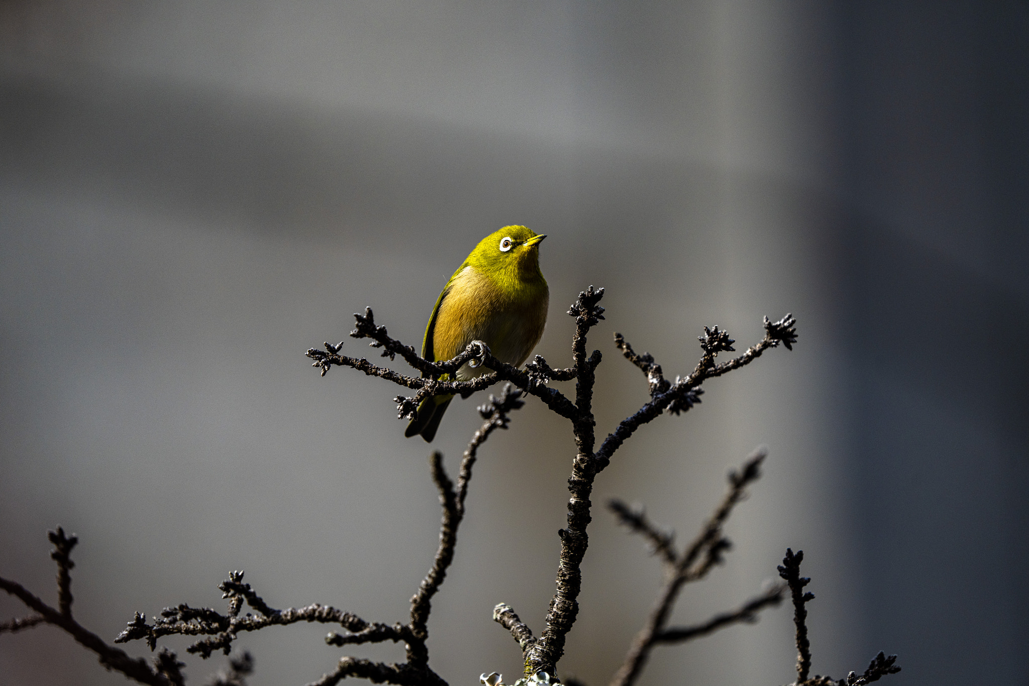 Spring waiting bird