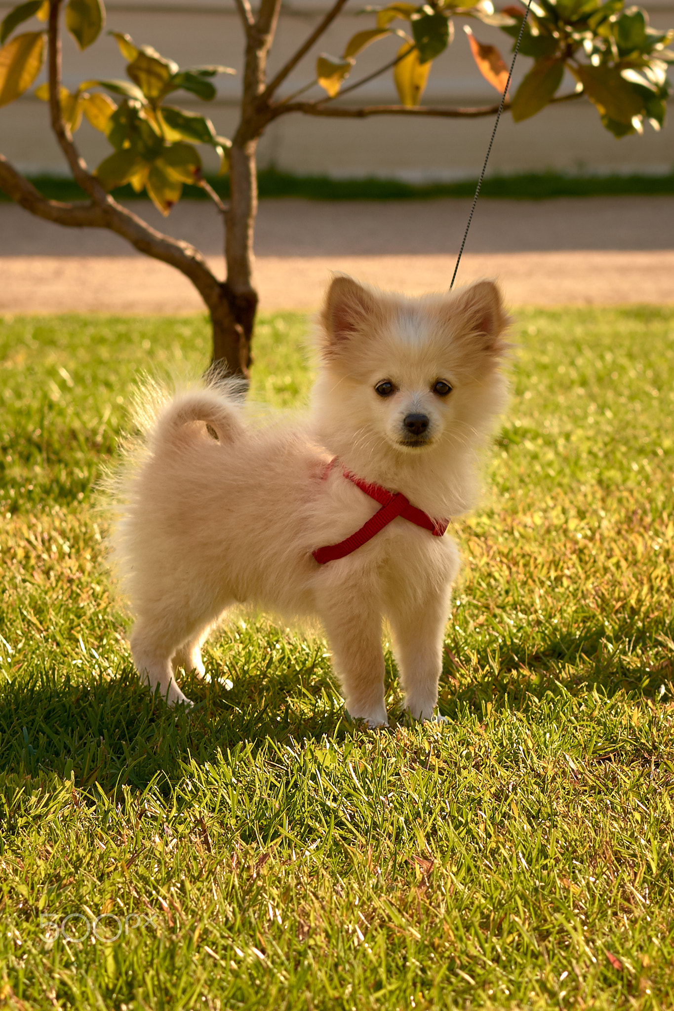 Pomerania