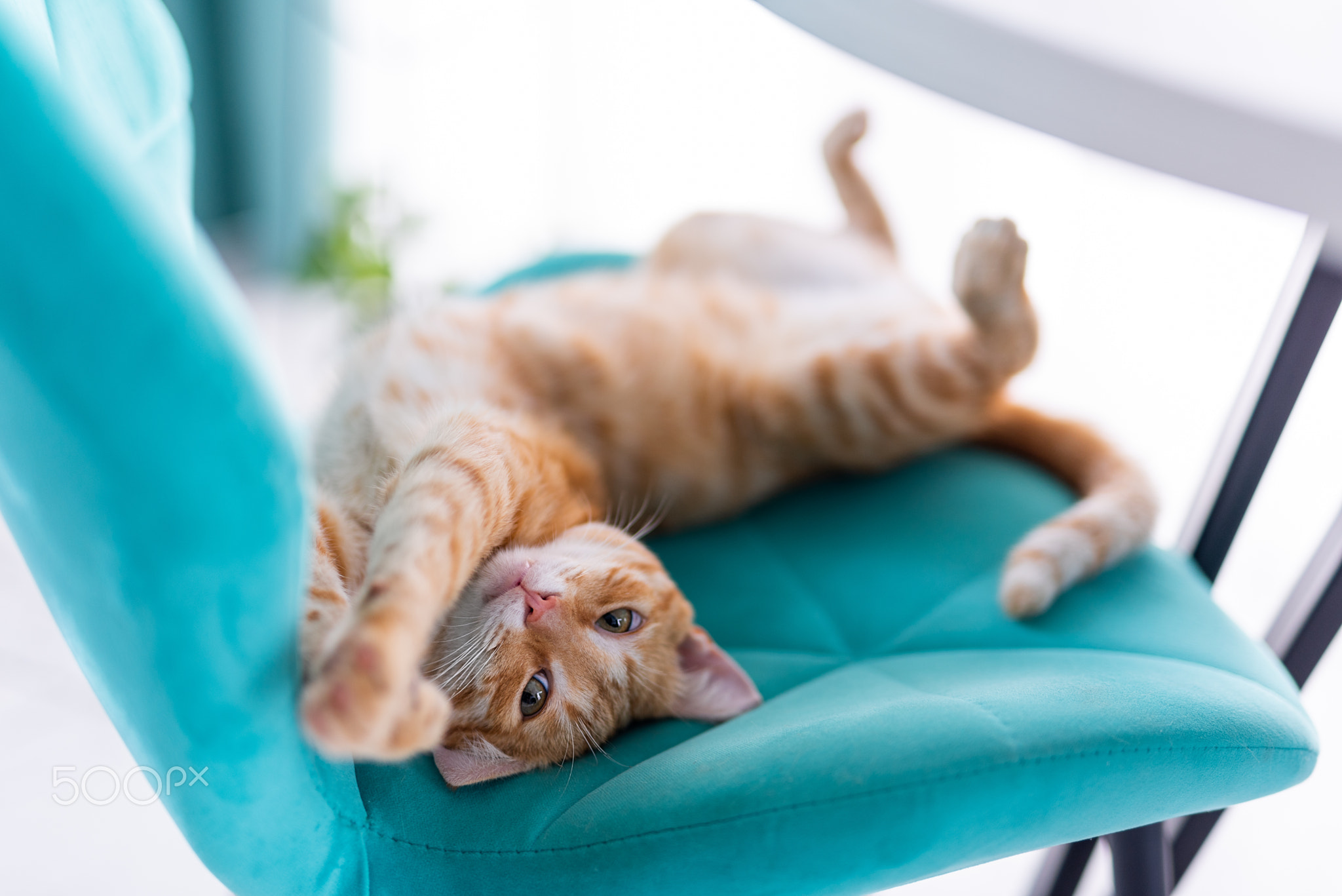 beautiful ginger cat stretching on a velvet blue chair. Sunny weather