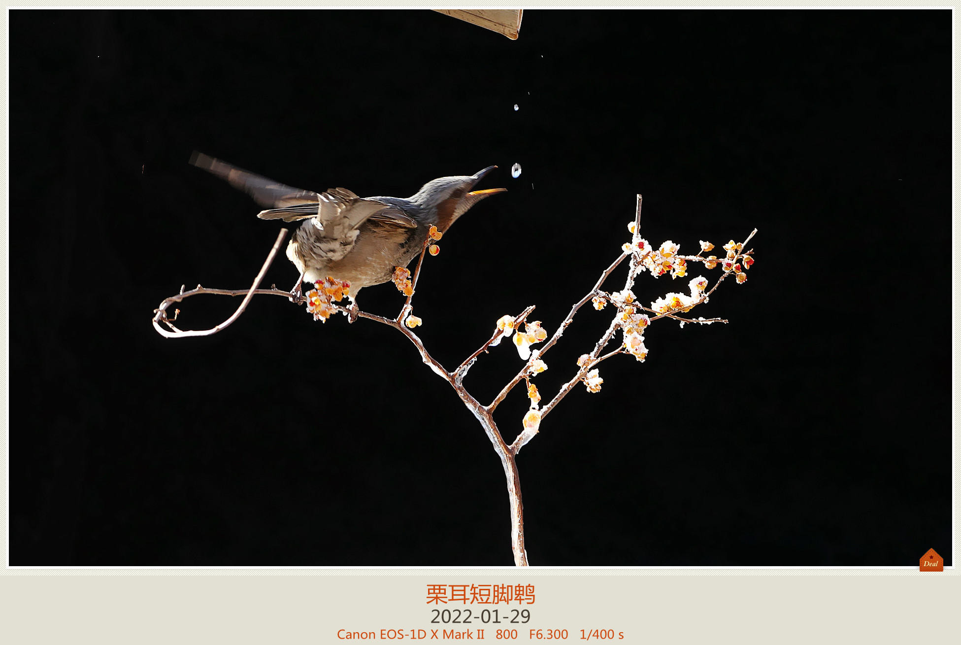 南蛇卧雪未冬眠