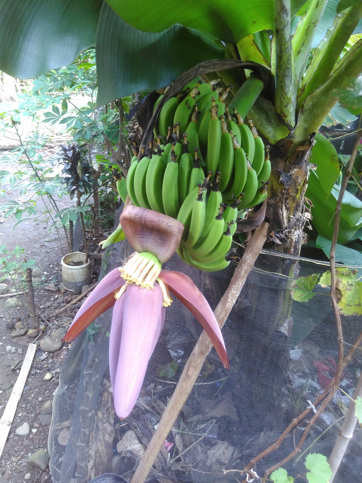 Kesehatan