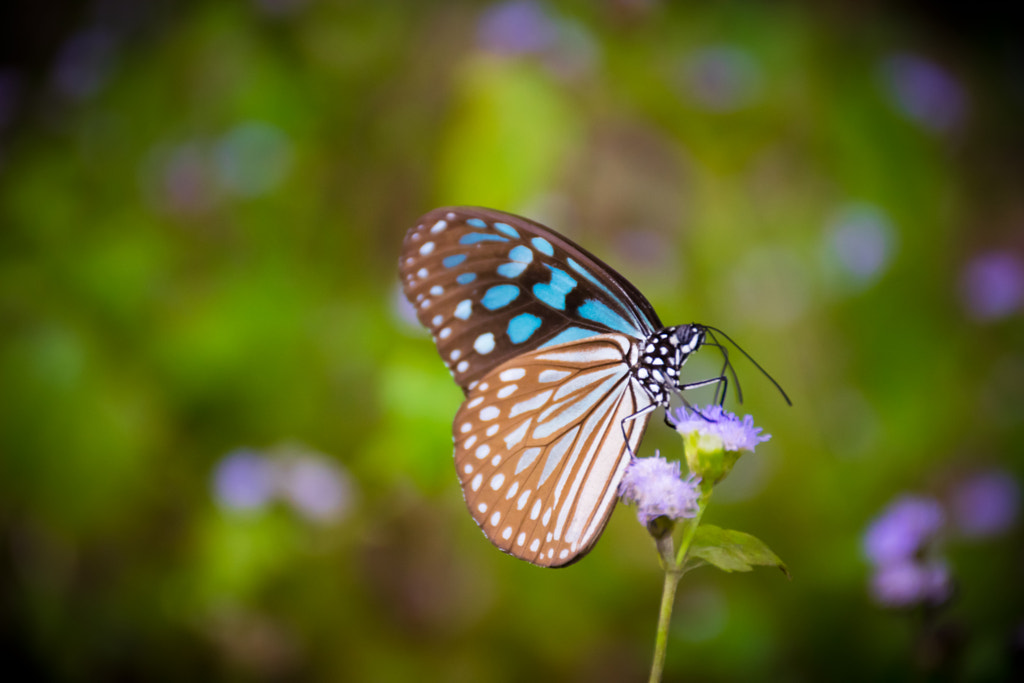 The butterfly and the nature. by L's  on 500px.com