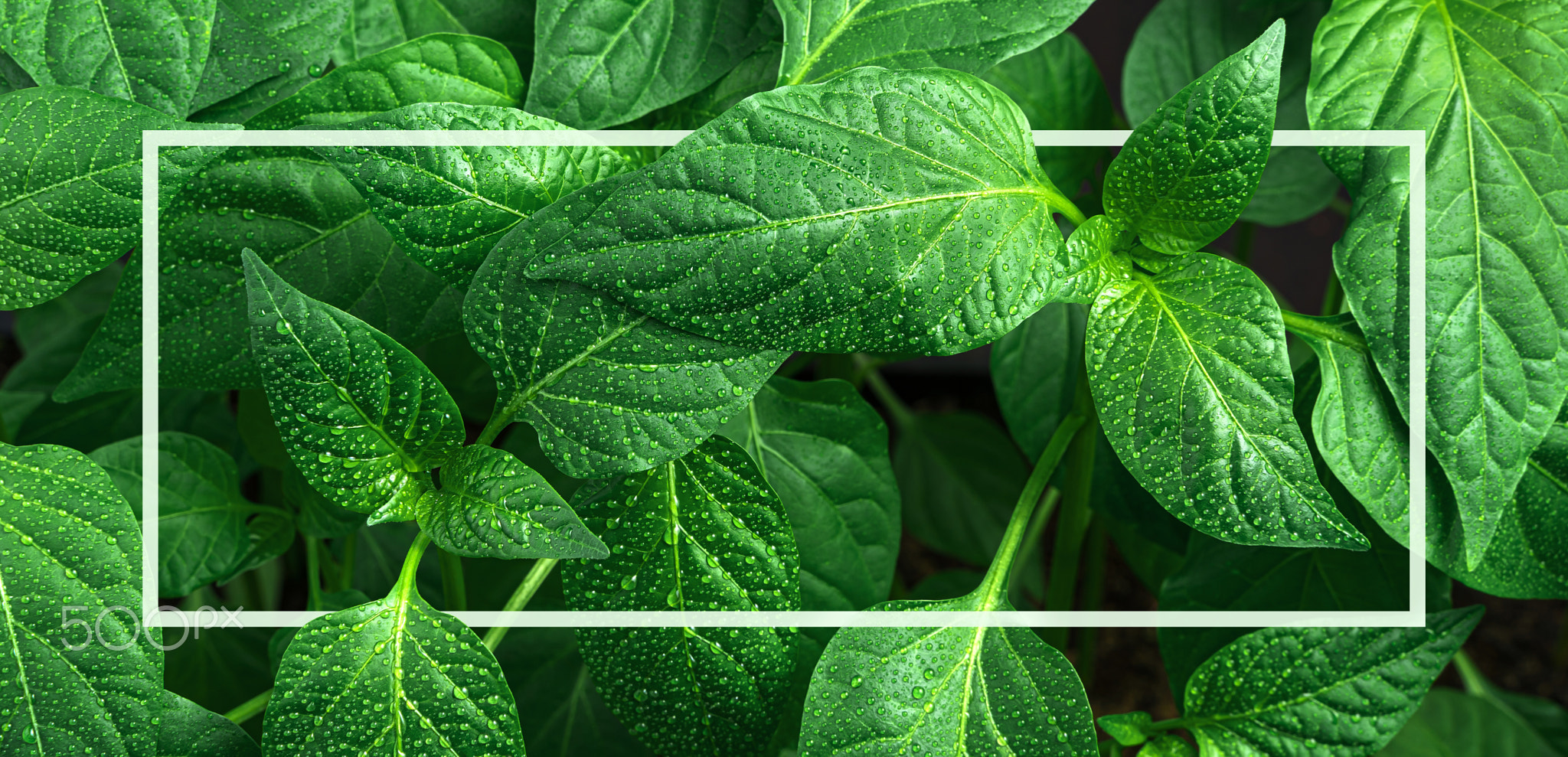 Green leaves with dew drops and a white frame. Plant background.