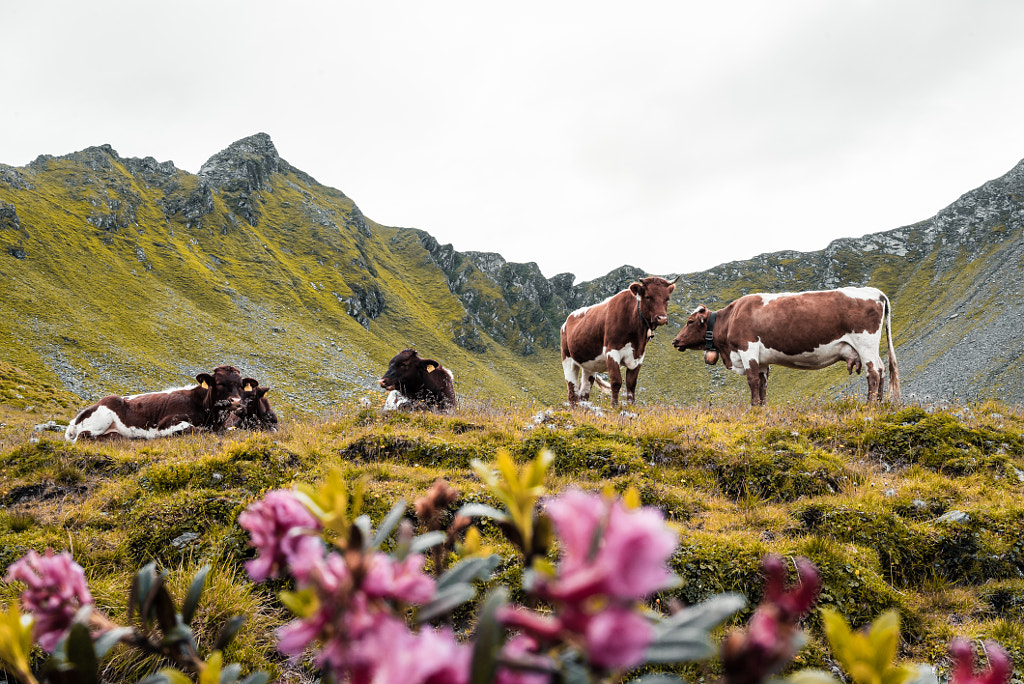 Mountain cows with flowers by Lukas Klima on 500px.com