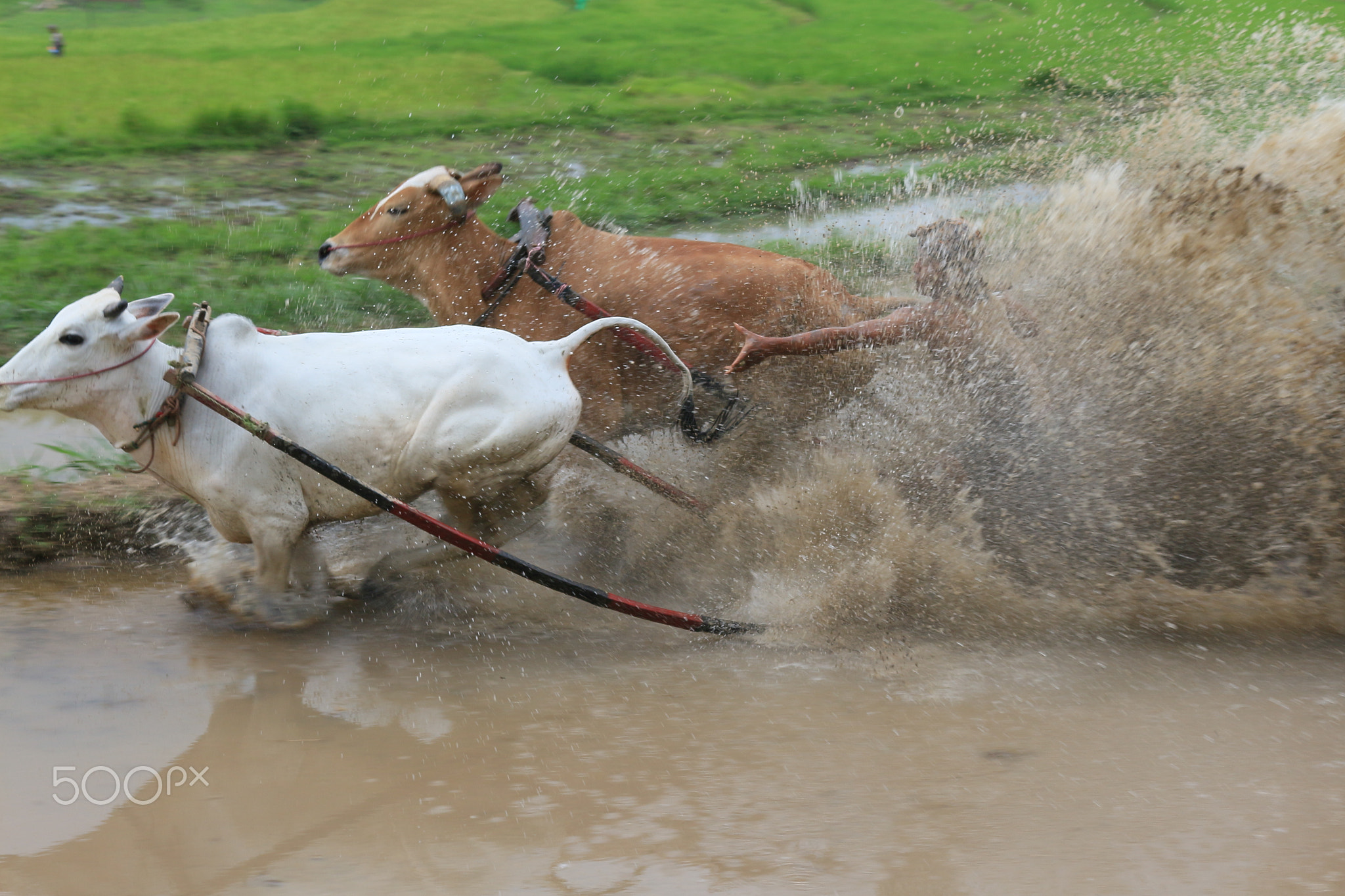 Pacu Jawi