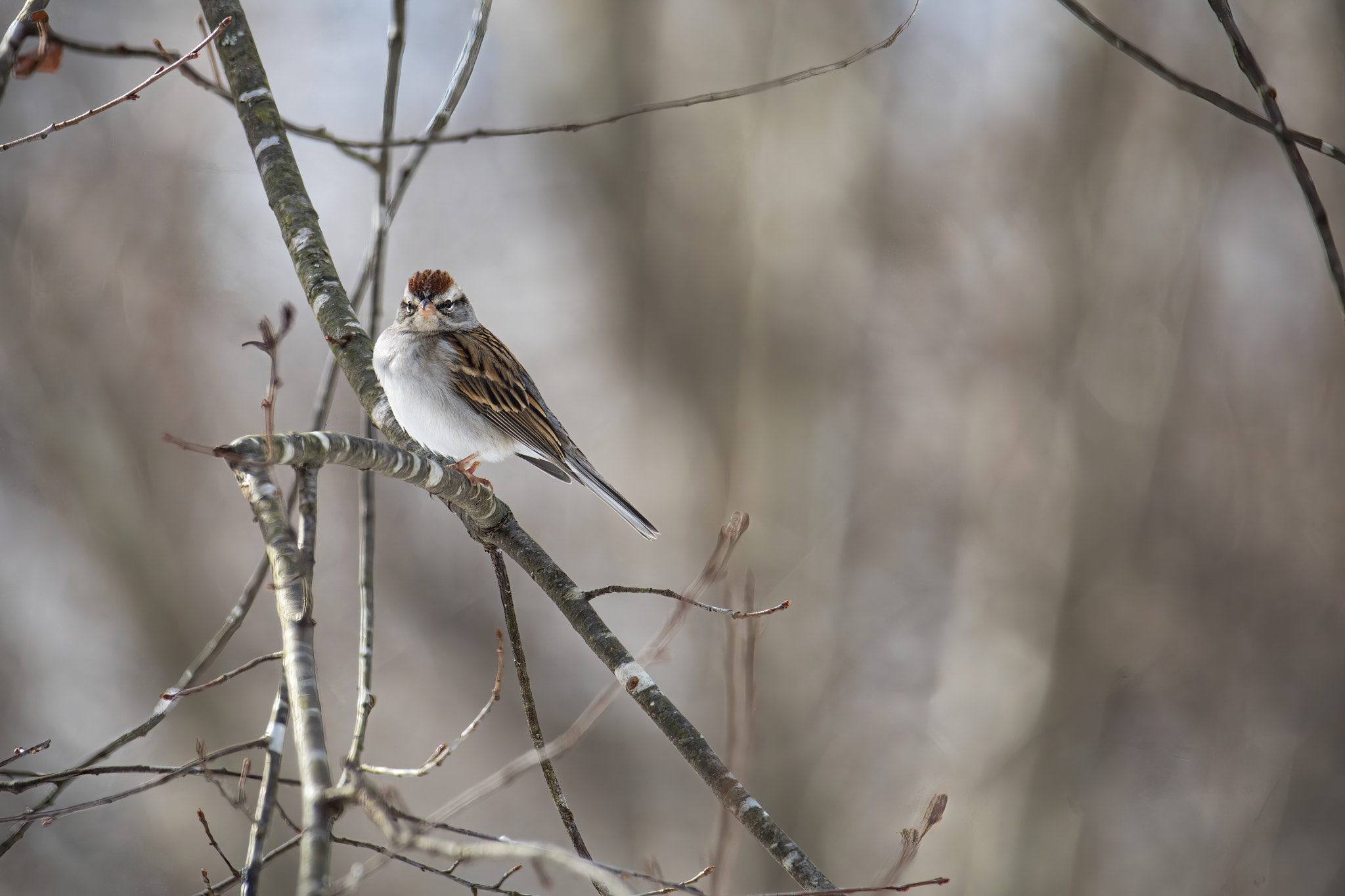 Chipping Sparrow Perches on Bare Limb