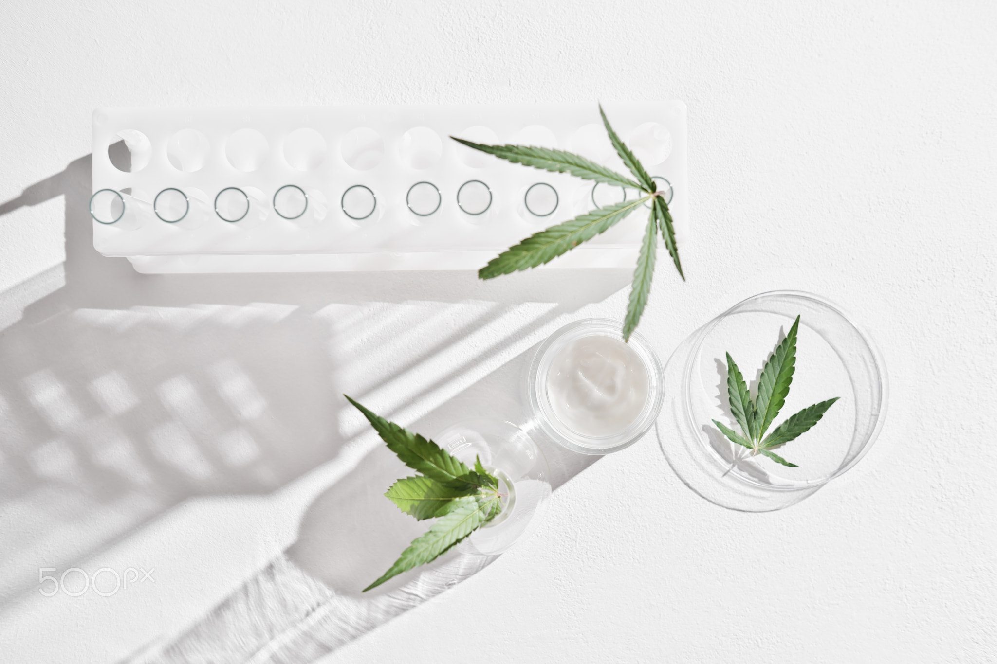 cannabis face cream and hemp leaves in laboratory . petri dishes and