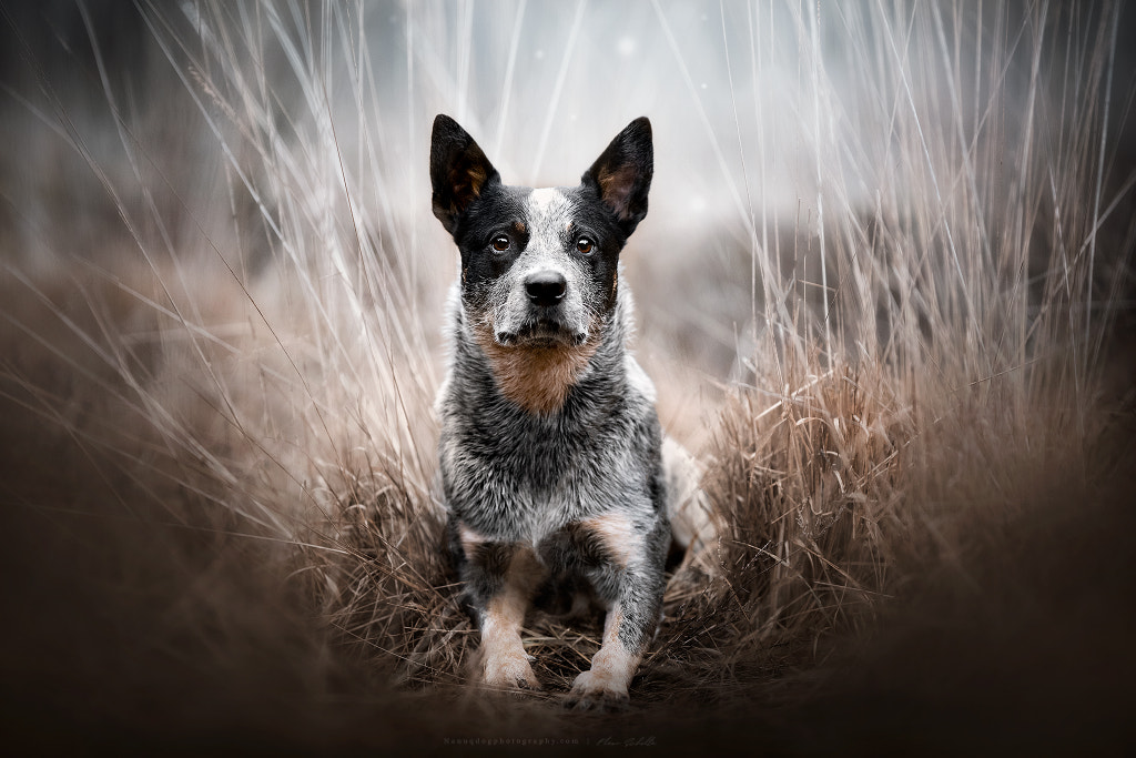 Frosty by Nanuq Dog Photography on 500px.com