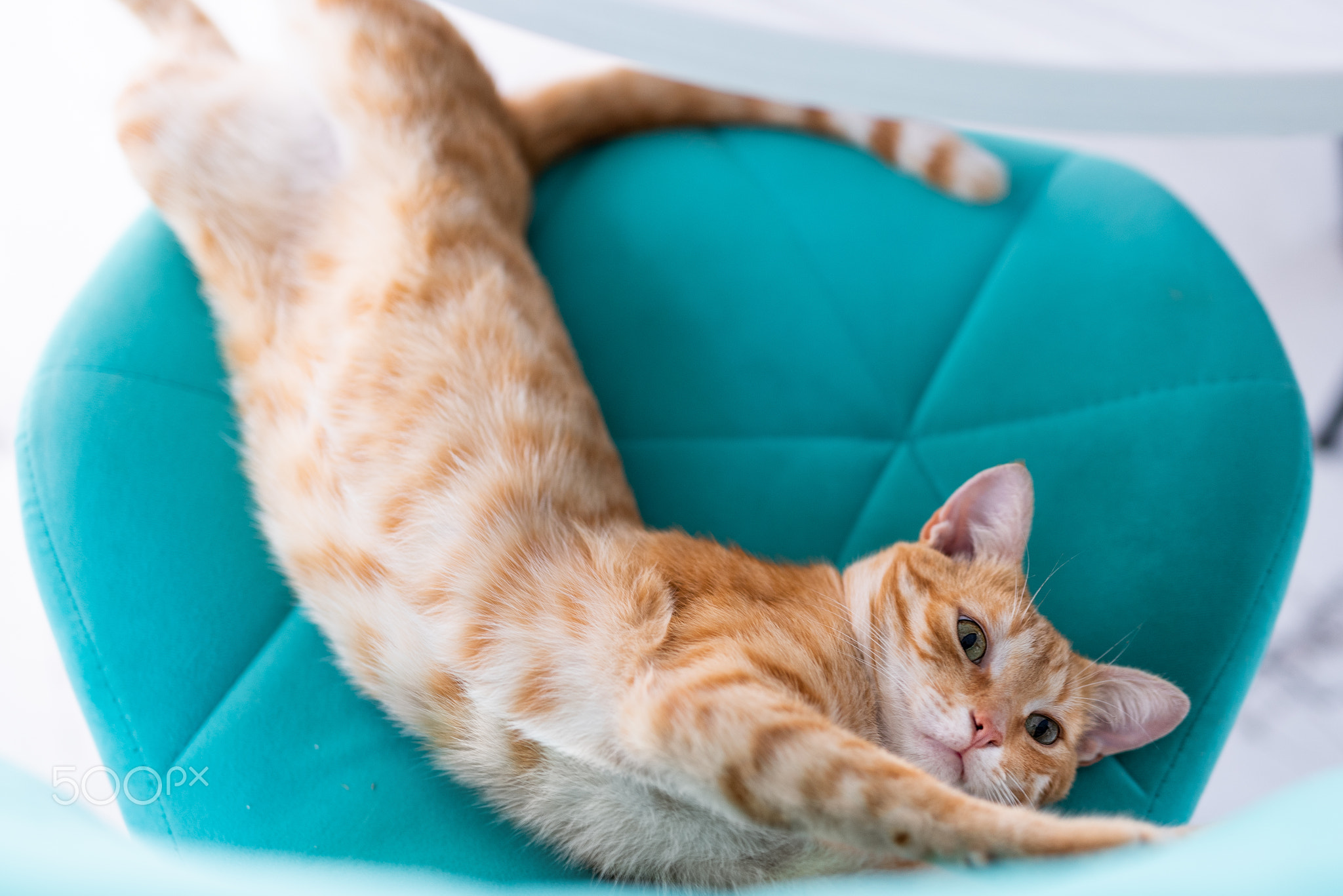 beautiful ginger cat stretching on a velvet blue chair. View from