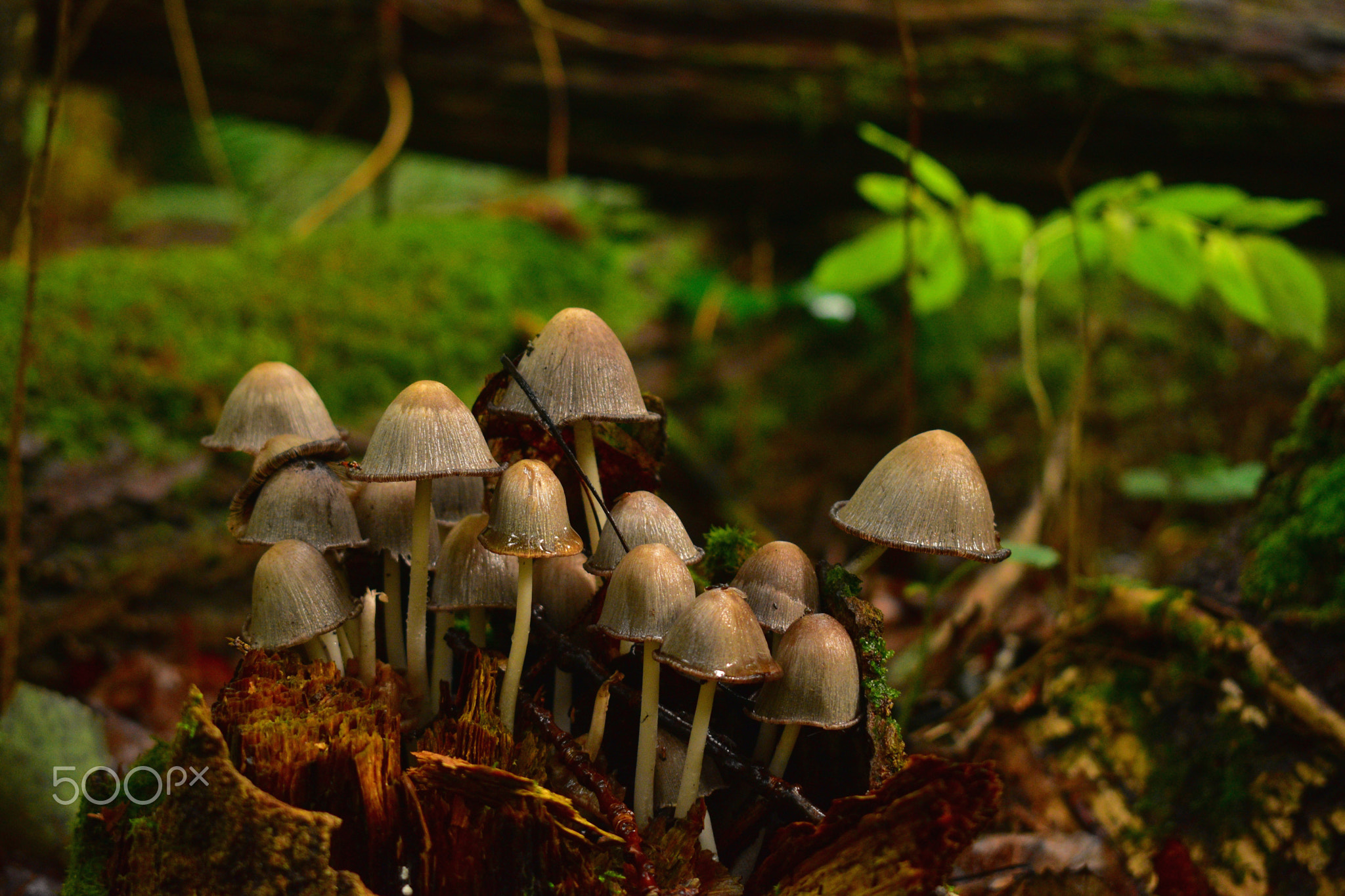 A wild bunch of mushrooms growing in the Estonian undergrowth