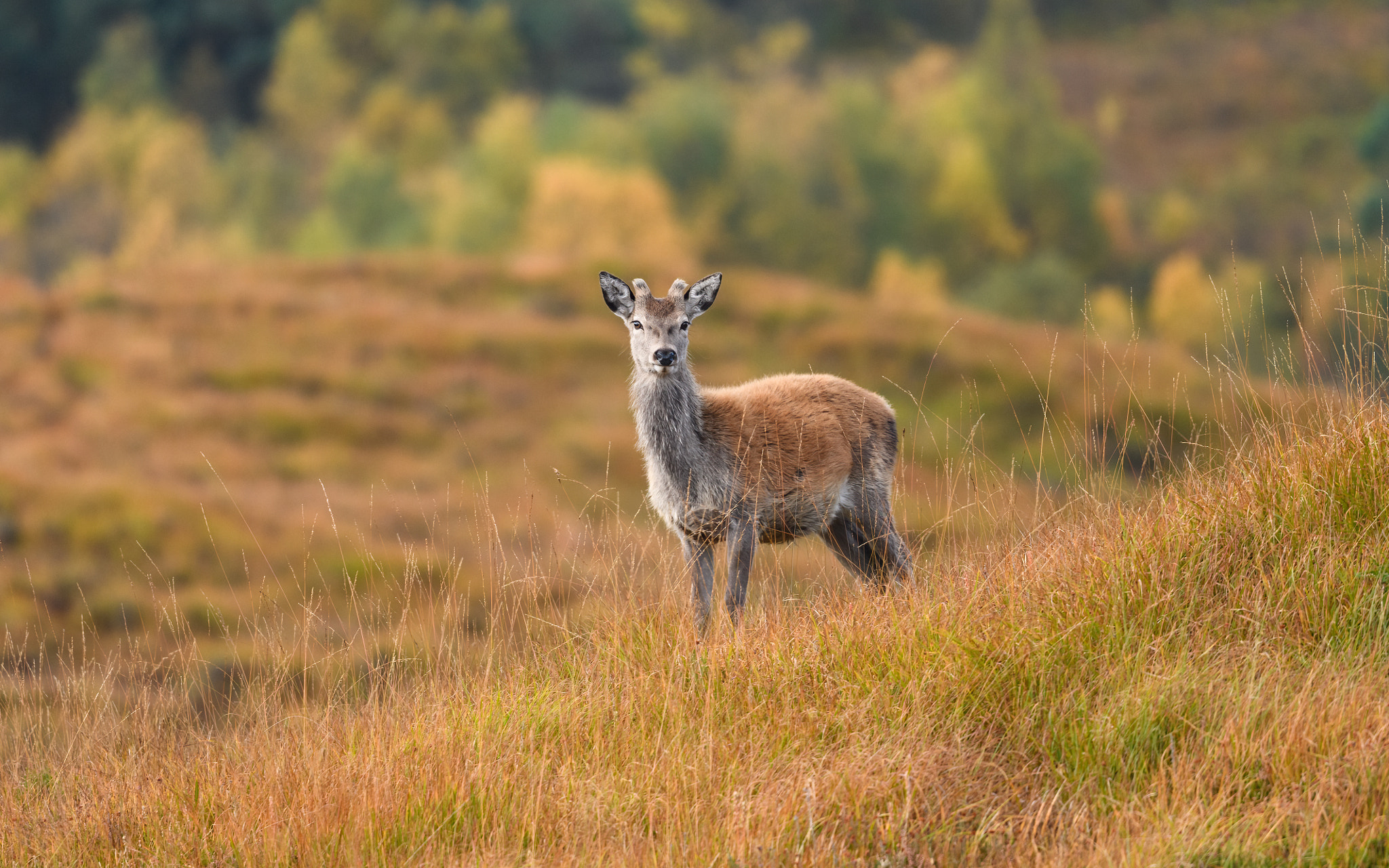 Red Deer youth - Cervus elaphus