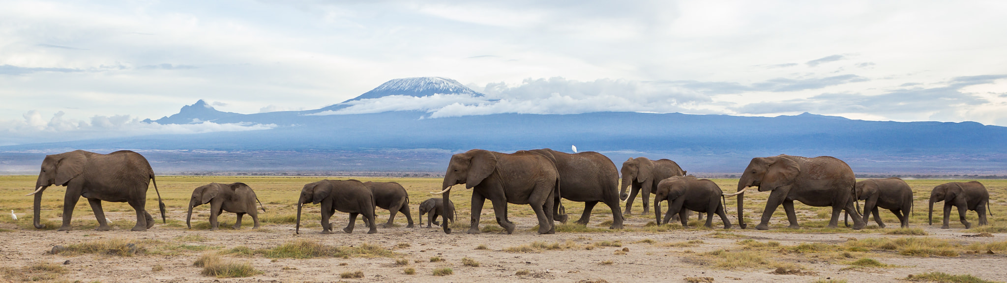 Majestic Africa - Mt. Kilimanjaro