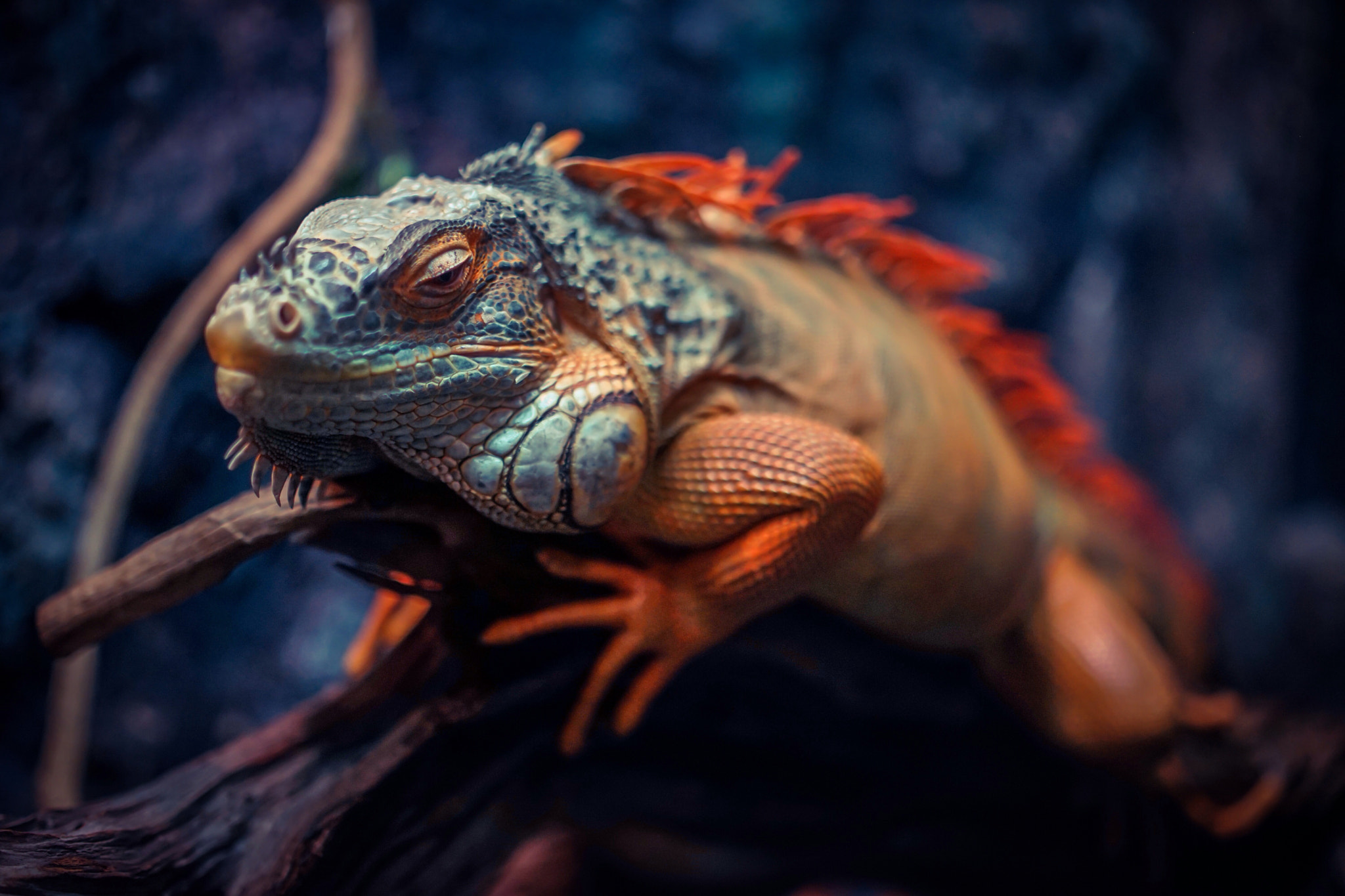Don't laugh at live dragons