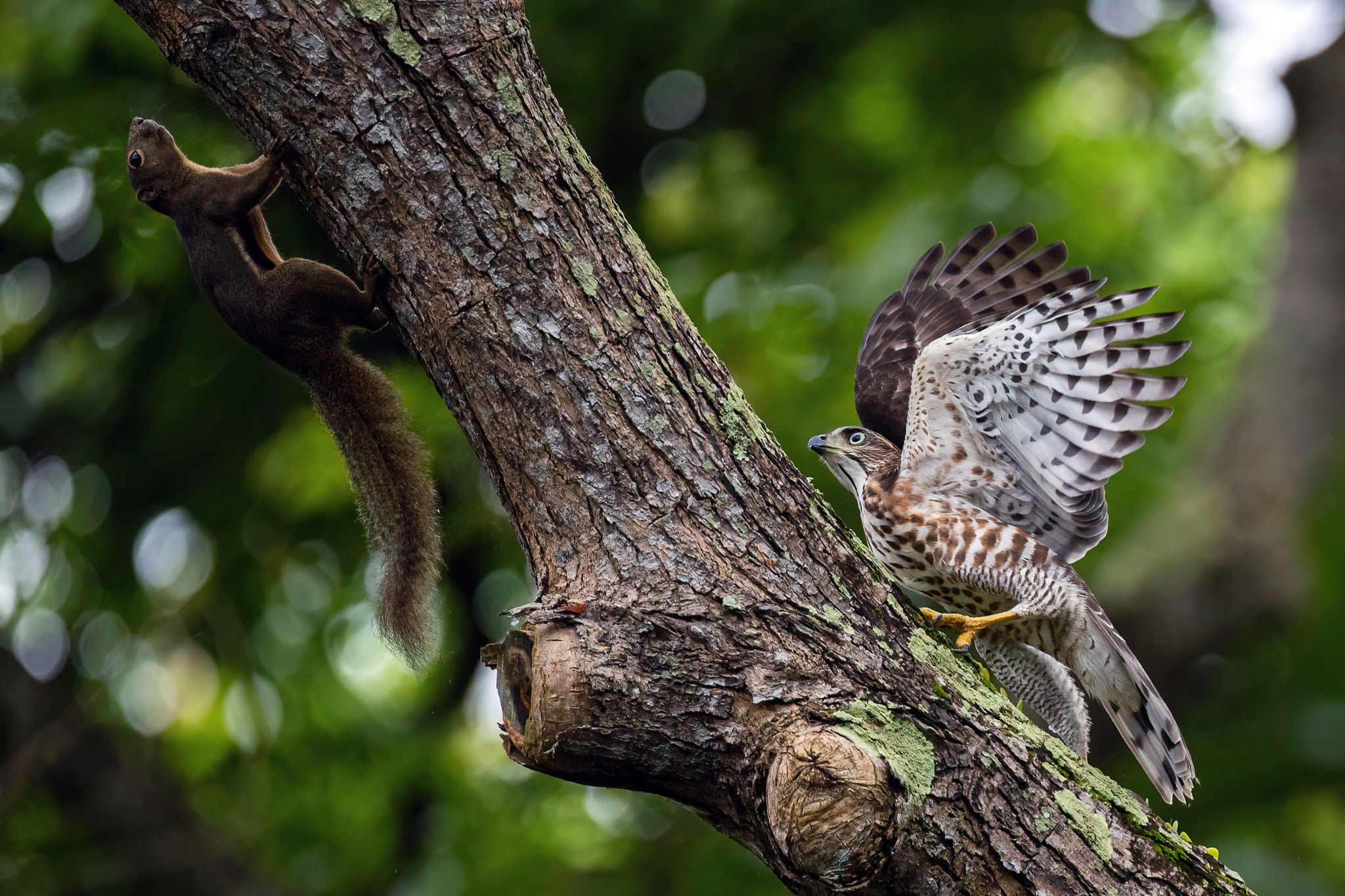 Hunting Goshawk