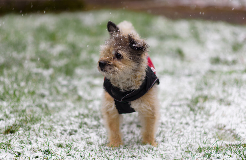 Portrait de petit chien par Trevor Tinker sur 500px.com