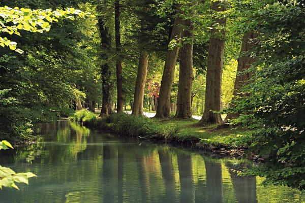 Trees along the stream in the old park