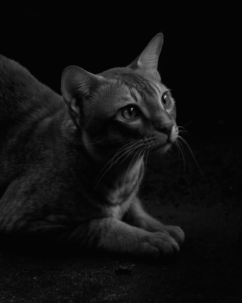 cat looking up by naga sumanth on 500px.com