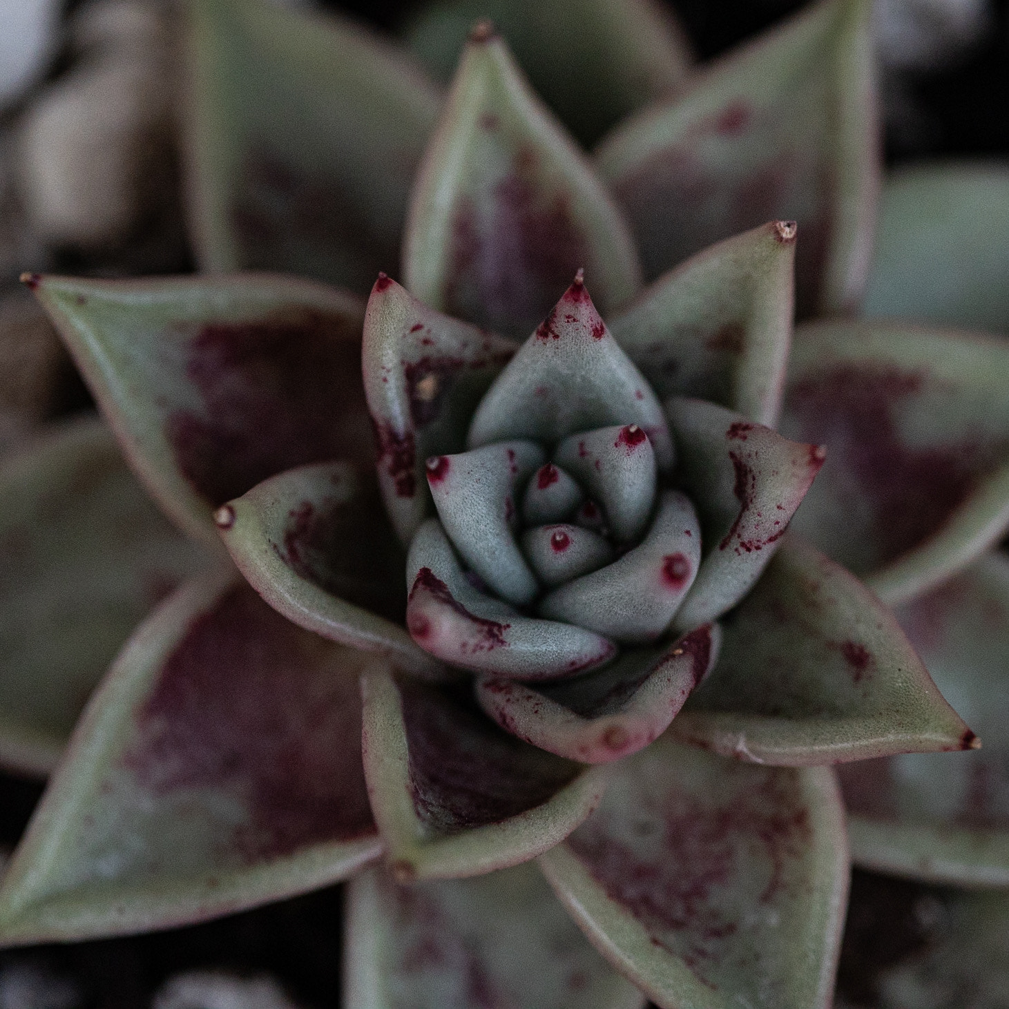 Suculentas
