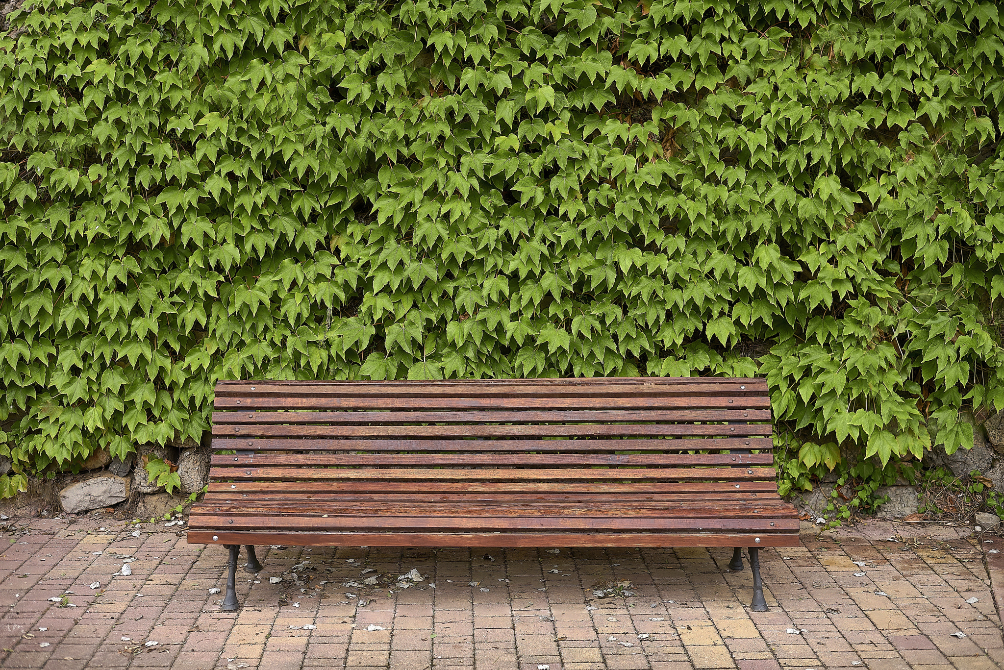 Lone wooden bench in park surrounded by ivy