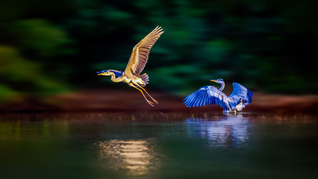 苍鹭--拜拜啦！ by 虎哥 on 500px.com