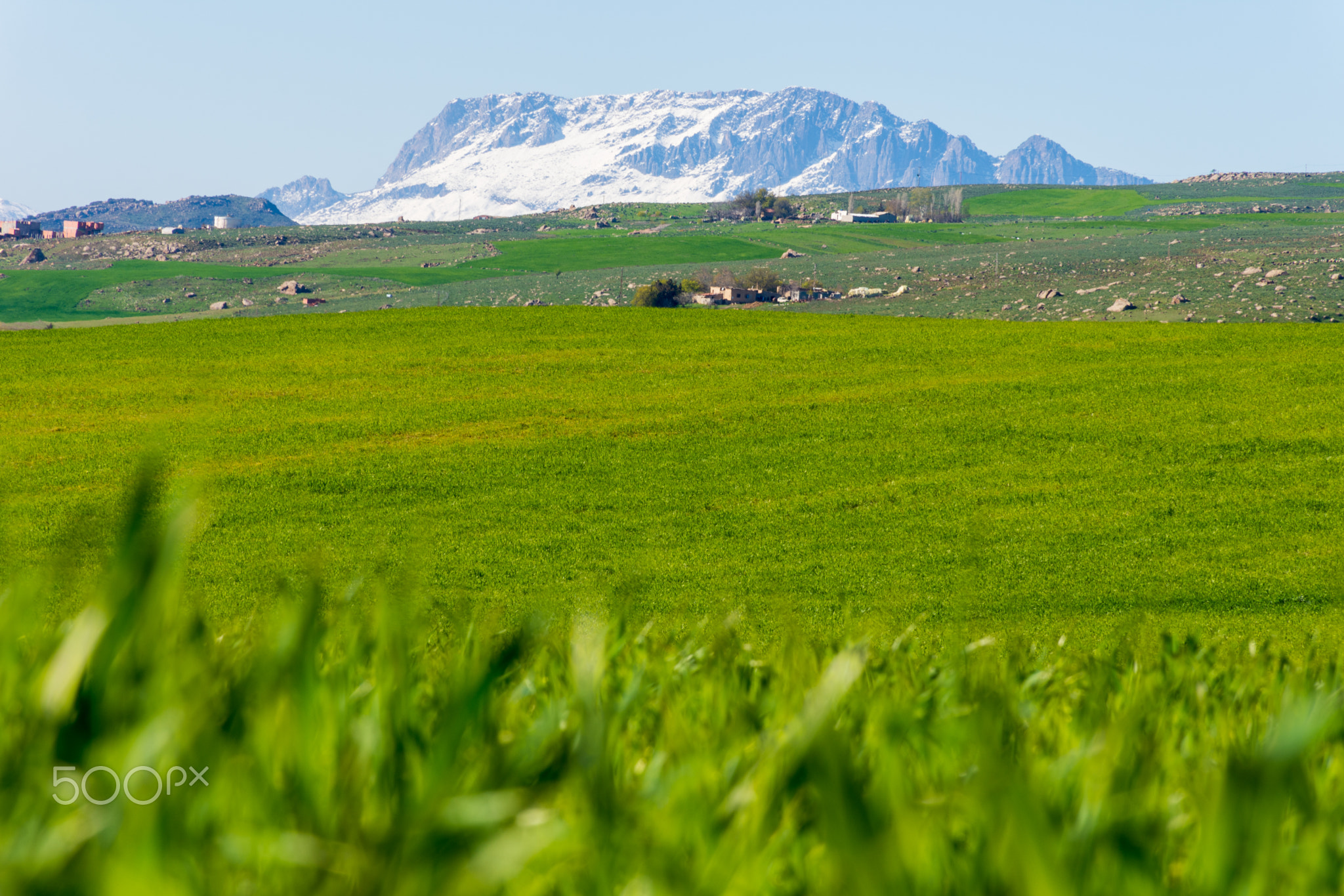 Green wheat field