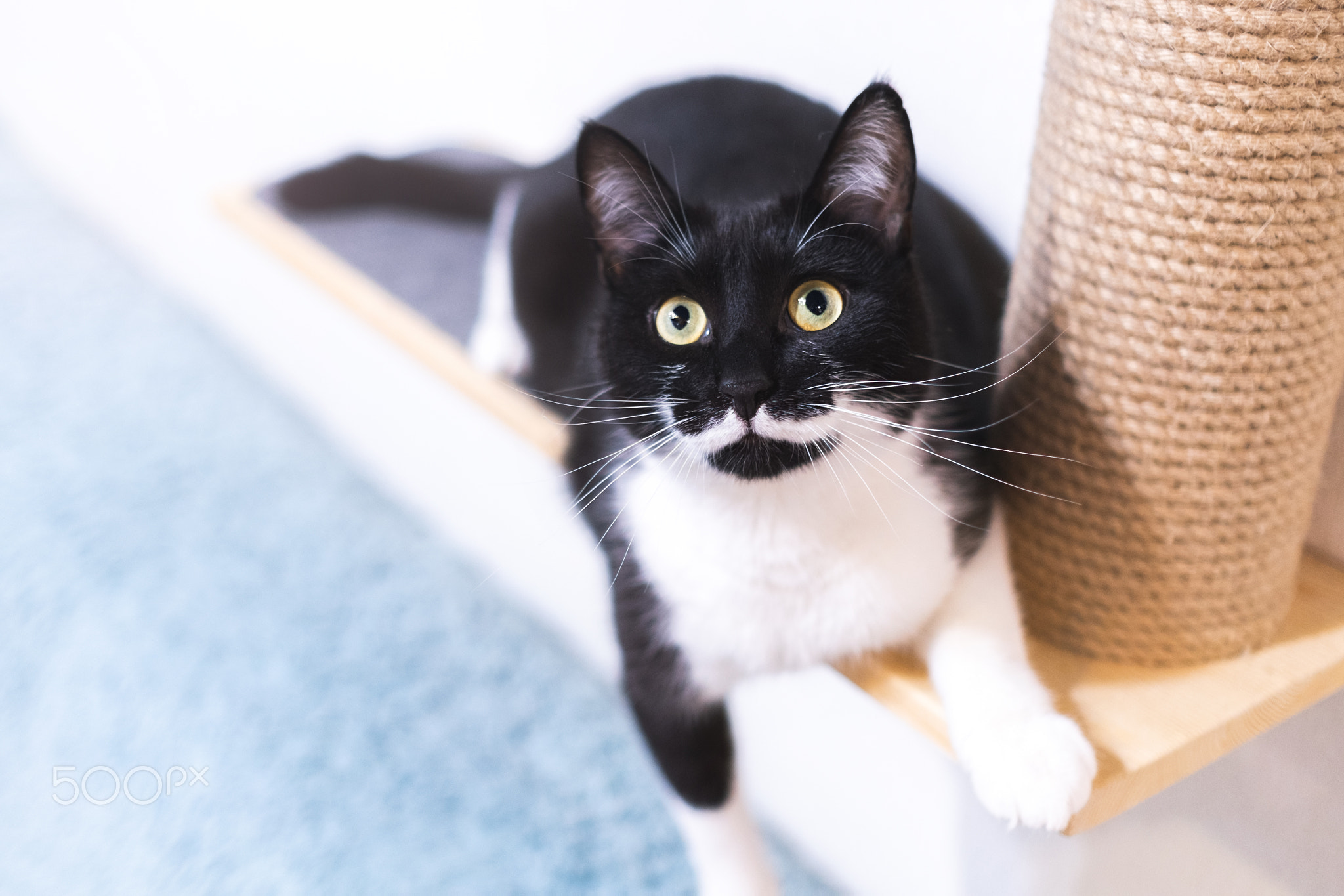 Black cat with white mustache is lying on scratching post and looking