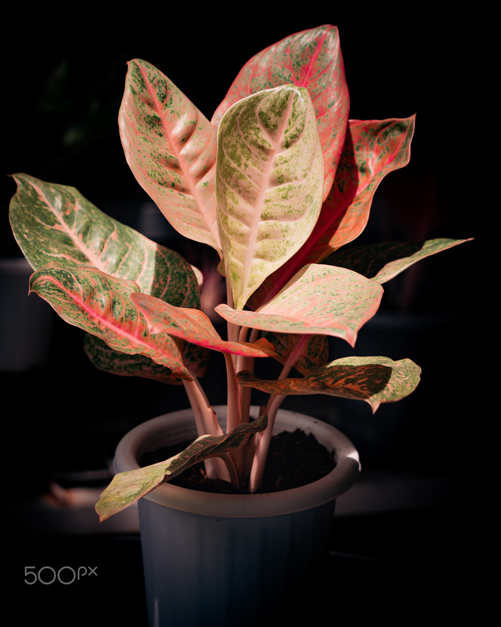 HarleQueen_aglaonema