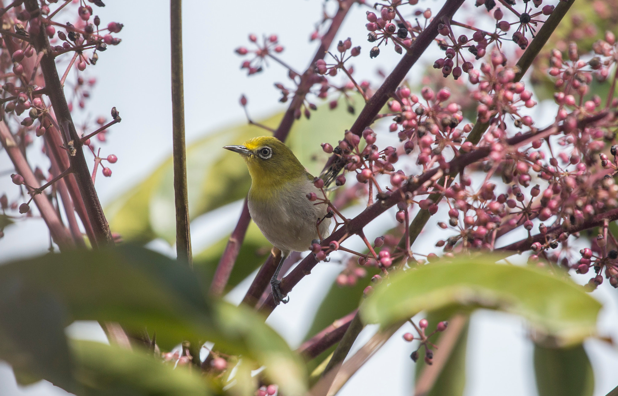 Kacamata gunung (Zosterops montanus)