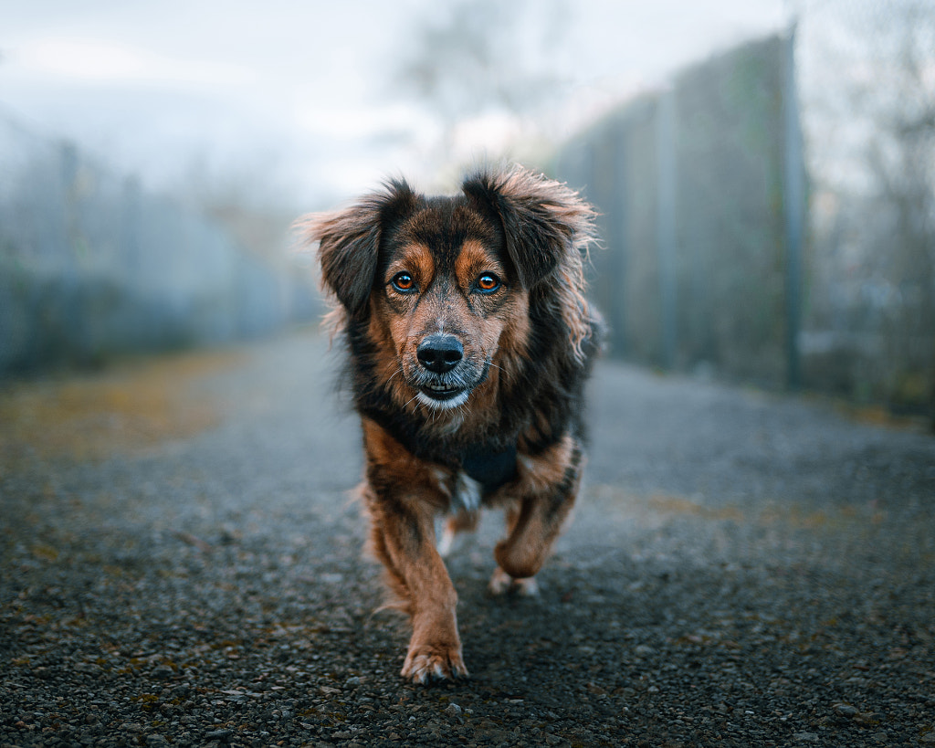 Walking Towards You by Julia Peters on 500px.com