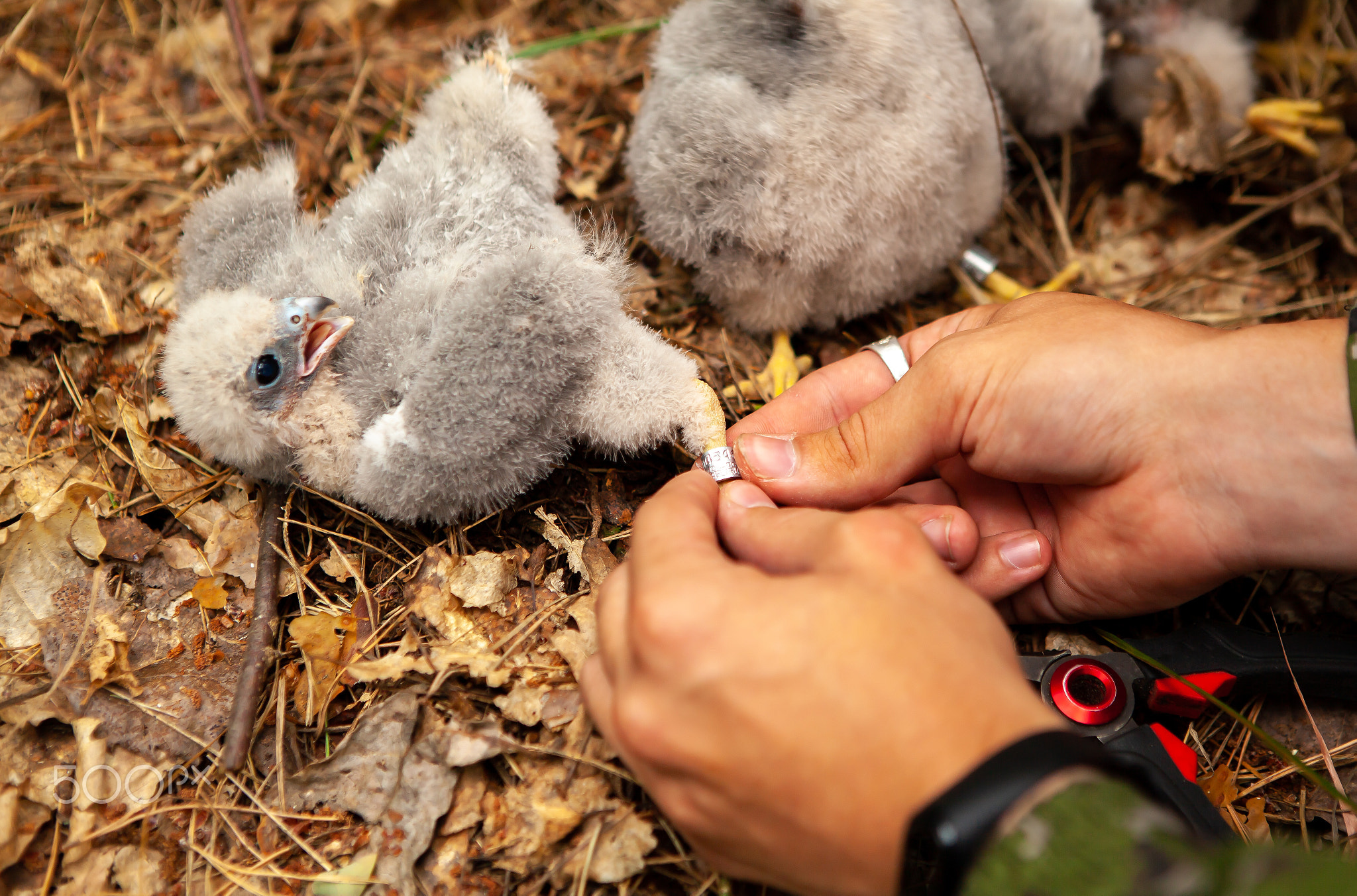 Ringing of small downy chicks of a falcon.