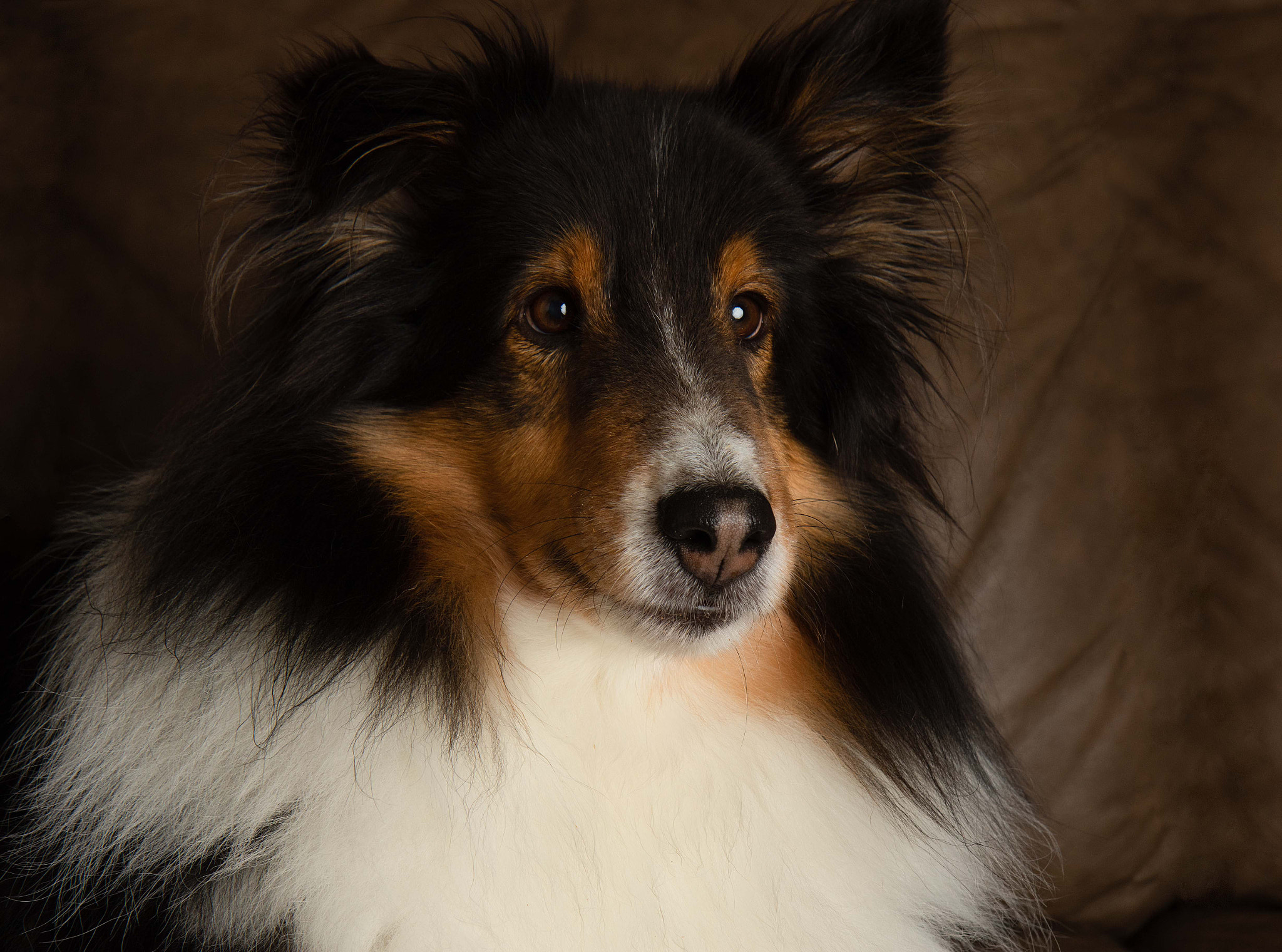 cute shetland sheepdog dog close up portrait