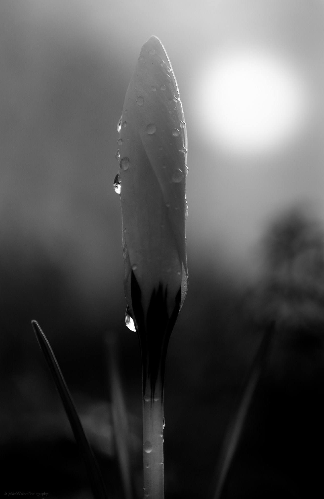 Macro Fun in the Noorderplantsoen (21-02-2022) by DillenvanderMolen