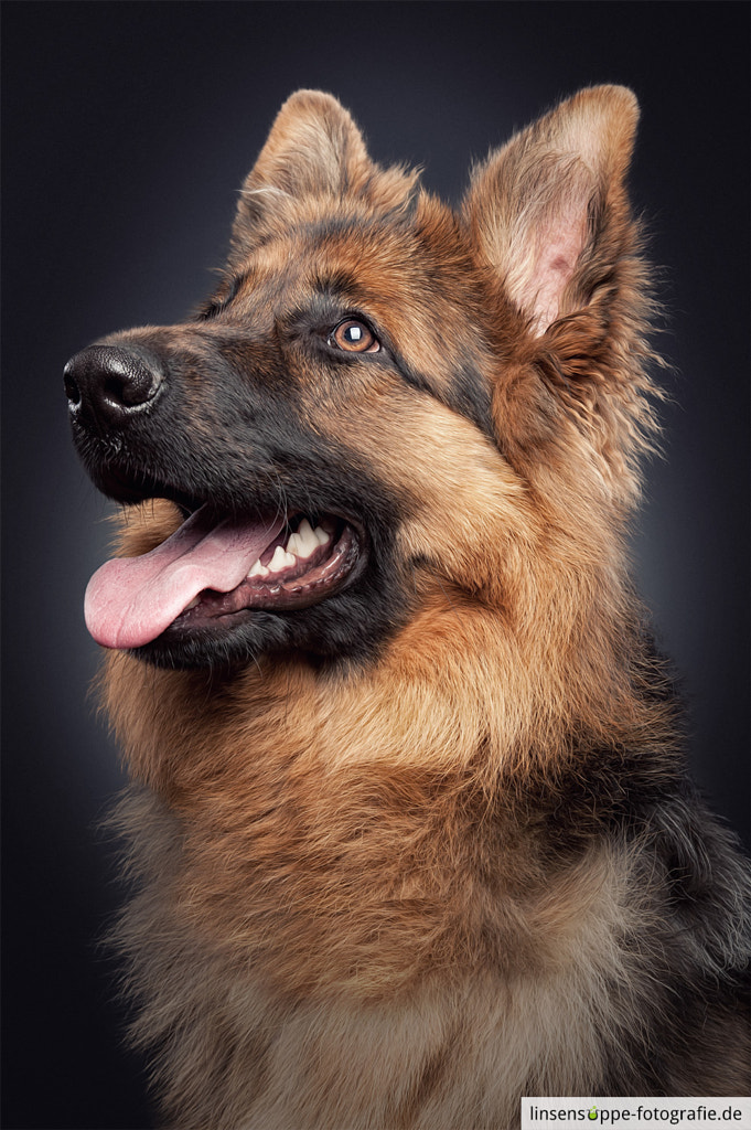 Portrait Of A Young German Shepherd By Linsensuppe Foto
