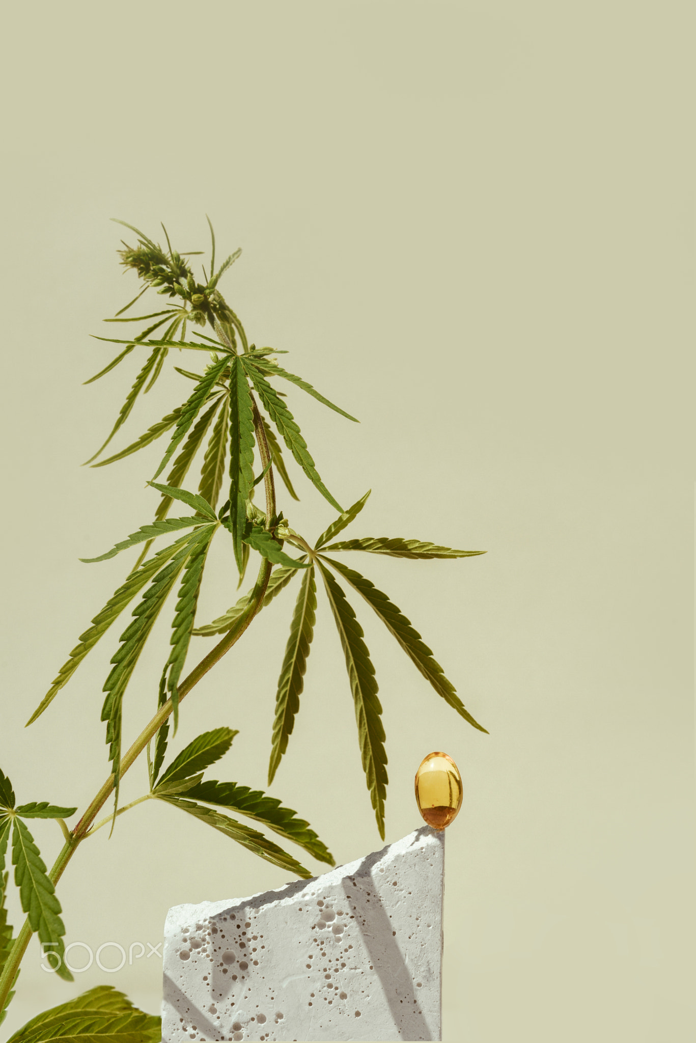 CBD oil in capsule and leaf of marijuana, cannabis