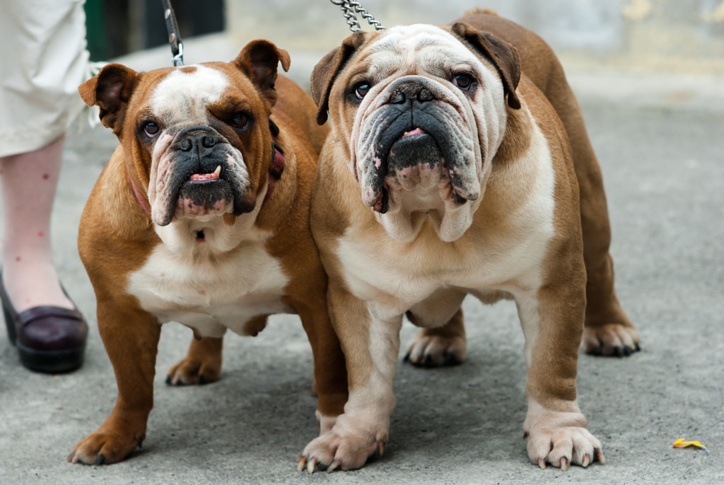 bulldog breeds - Top 20 Most Cutest Dog Breeds in the World | Most Adorable Dogs and Puppies
