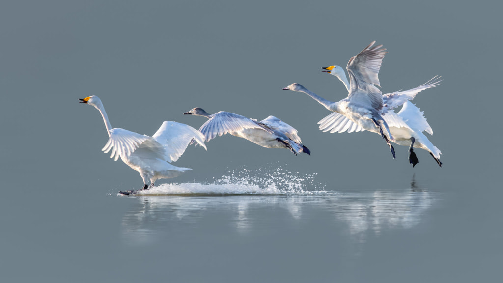 天鹅--快乐湖畔 by 虎哥 on 500px.com